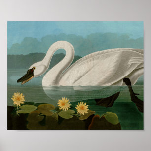Poster Aves Swan Americanas Comuns da América de Audubon