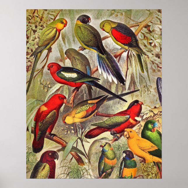Poster Aves Tropicais Elegantes Vintage (Frente)