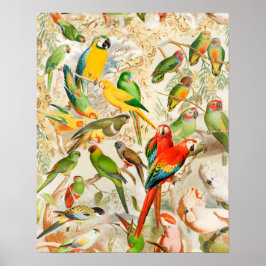 Poster Aves Tropicais Elegantes Vintage