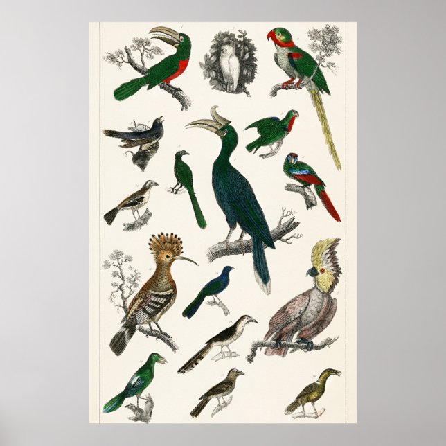 Poster Aves Vintage Animais de Arte Ilustrados Antigos (Frente)