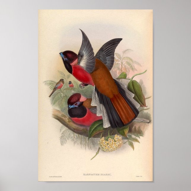 Poster Aves Vintage De Asia Harpactes Diardi (Frente)