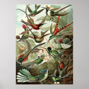 Poster Aves Vintage Humming