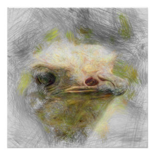 Pôster avestruz animal artística