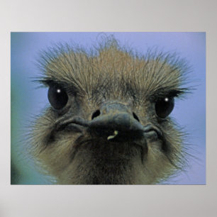 Pôster Avestruz ou Emu com "edições"!