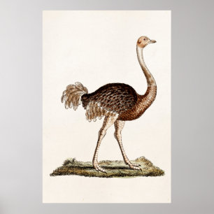 Pôster Avestruzes retros dos 1700s da ilustração da