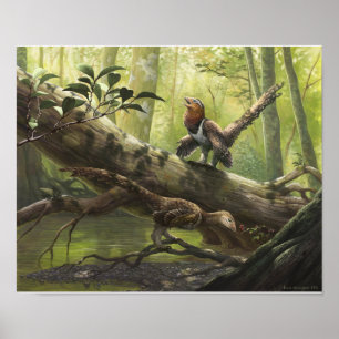 Pôster Avian Balaur bondoc