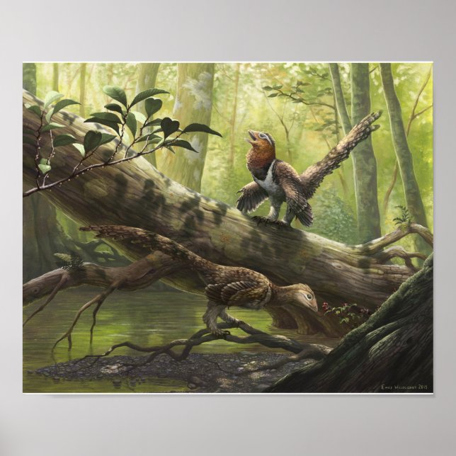 Pôster Avian Balaur bondoc (Frente)