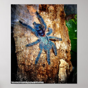 Pôster Avicularia versicolor