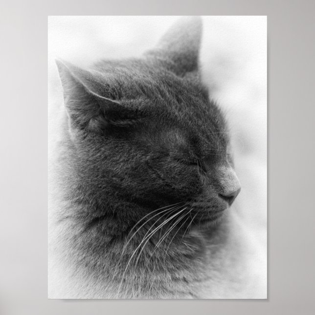 Pôster Aviste o Magnífico Gato Cinza Imperioso (Frente)