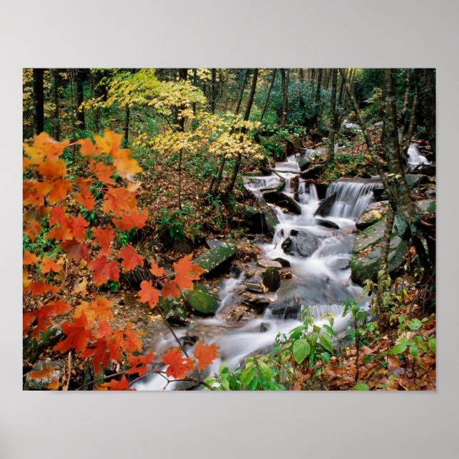 Pôster Avô (Frente)