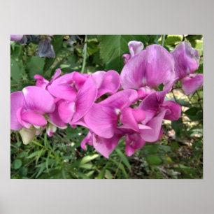 Poster Awash com Sweet