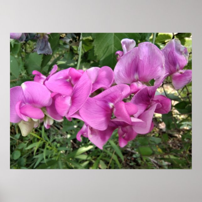 Poster Awash com Sweet (Frente)