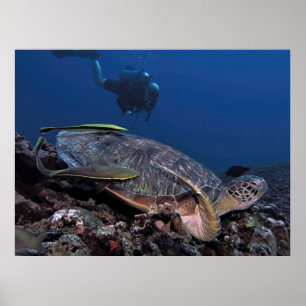 Poster Awkward Sleeper