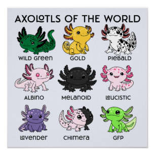 Pôster Axolotes Kawaii do Mundo