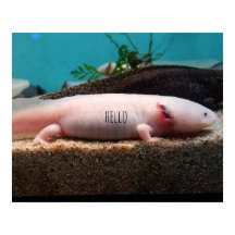 Axolotl leucístico