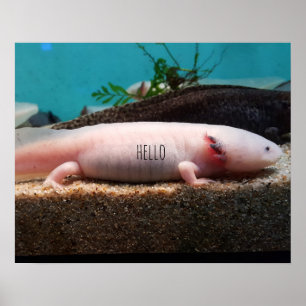 Poster Axolotl leucístico