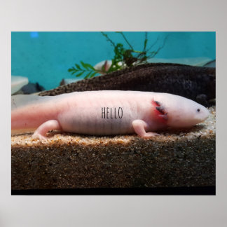 Poster Axolotl leucístico