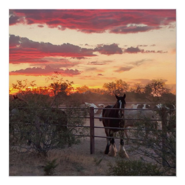 Pôster AZ Horse Sunset Poster brilhante (Frente)
