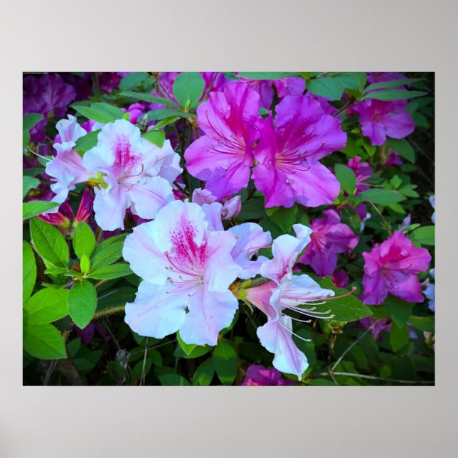 Poster Azalea (Frente)