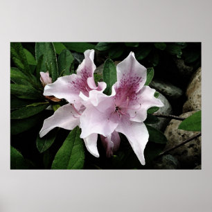Pôster Azalea