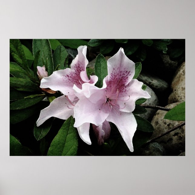 Pôster Azalea (Frente)