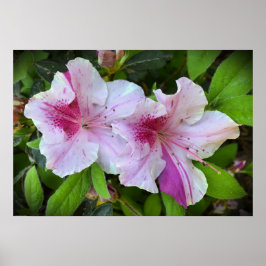 Poster Azalea