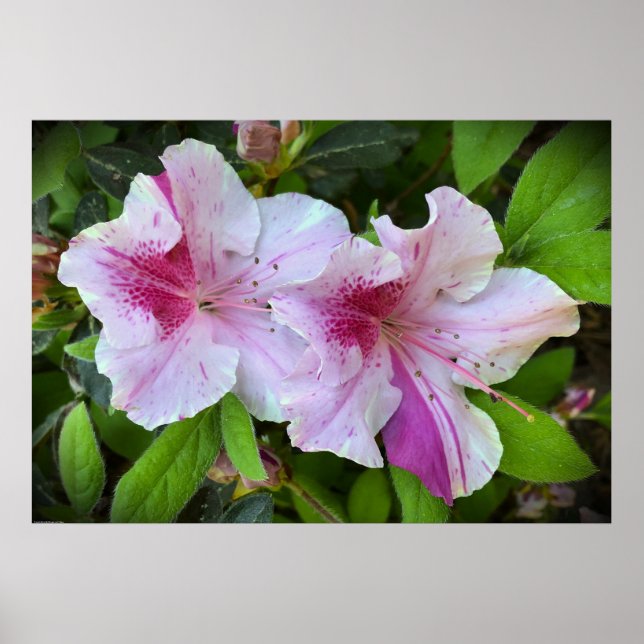 Poster Azalea (Frente)