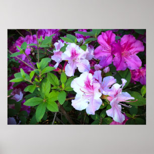 Poster Azalea