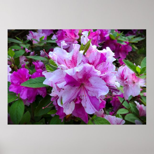 Poster Azalea (Frente)