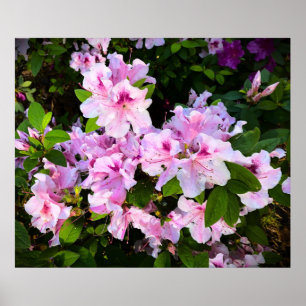 Poster Azalea