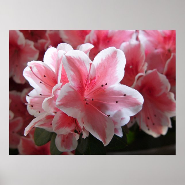 Pôster Azalea 3 (Frente)