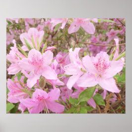 Poster Azalea Bloom Close-Up Photography