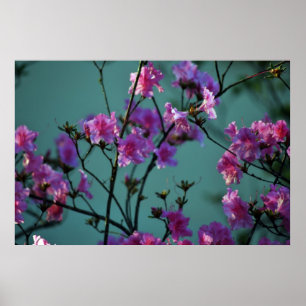 Pôster Azálea cor-de-rosa e significado