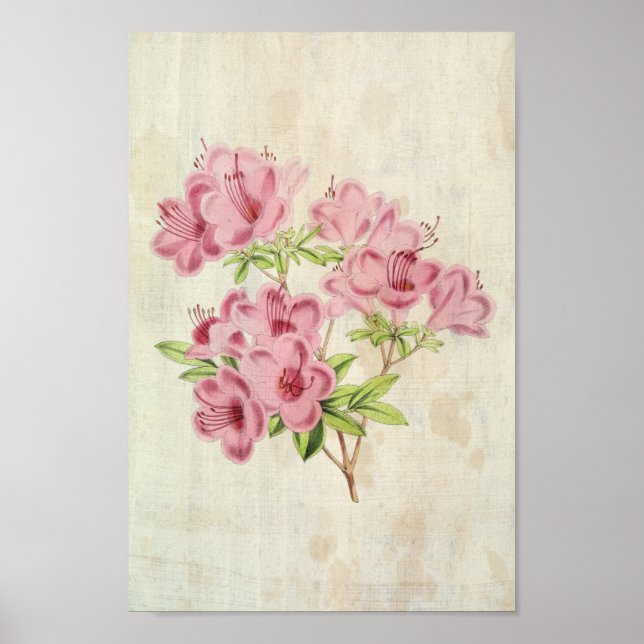 Poster Azalea Híbrida Híbrida do Standish Vintage (Frente)