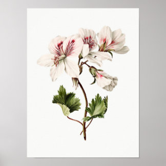 Poster Azaleas