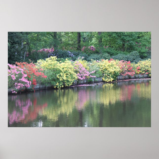 Pôster Azaleas (Frente)