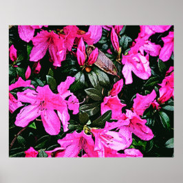 Poster Azaleas 6082