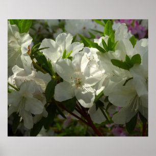 Pôster Azaleas brancas e solares lindas flores de primave