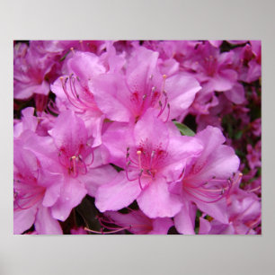 Poster Azaleas cor-de-rosa Flores de Azalea 11x14 impress