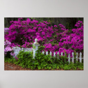 Poster Azaleas na primavera da Ilha Histórica da Esperanç
