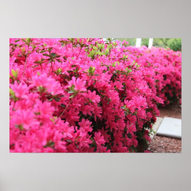 Poster Azaleas no Bloom de Cheio (Frente)