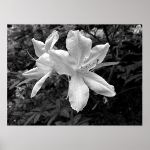 Pôster Azaleas / Rhododendrons em B&W