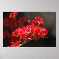 Azaleas Vermelhas e significado