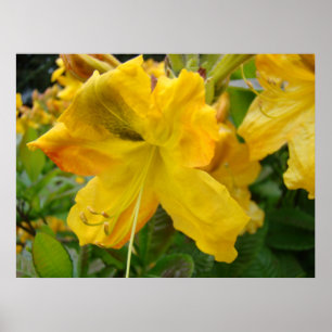 Pôster AZALÉIAS 10 Flores de Azaléia Amarela Arte Impress