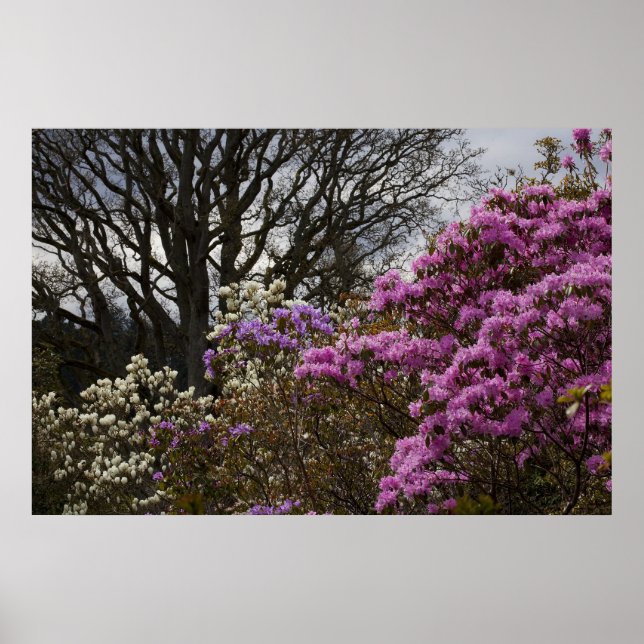 Pôster Azalia and Magnolia (Frente)