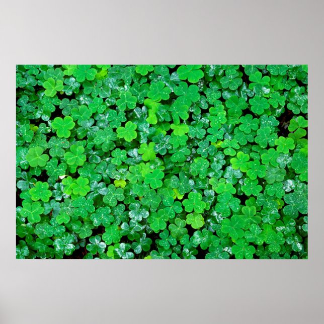 Poster Azeda na Primavera (Frente)