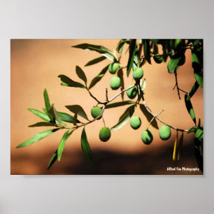 Poster Azeitonas Verdes no Ramo