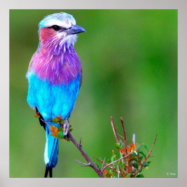 Pôster Azul-aves (Frente)
