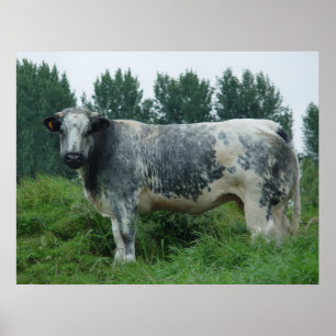 Poster Azul belga da vaca