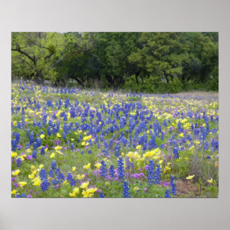 Poster Azul-boninas, prímula e flox